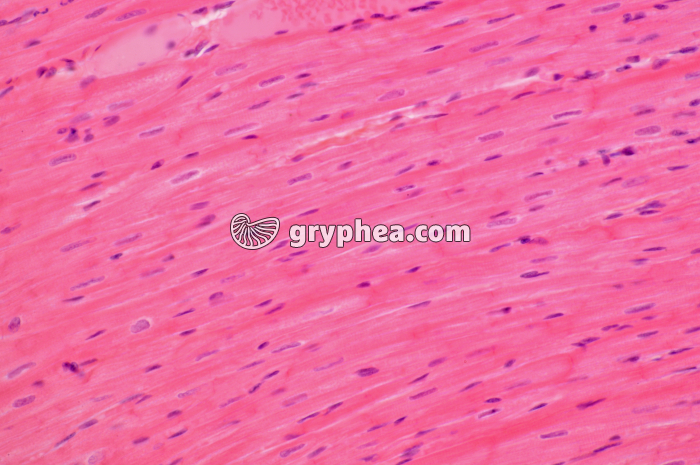 Mucle cardiaque CL x100 - gryphea.com